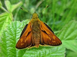 Attēlu rezultāti vaicājumam “Ochlodes sylvanus underside”