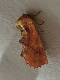 Attēlu rezultāti vaicājumam “Ptilodon capucina imago”