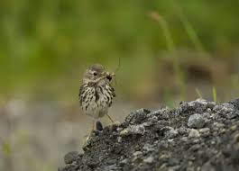 Image result for twite photo