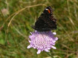 Attēlu rezultāti vaicājumam “Aglais urticae upperside”