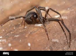 Attēlu rezultāti vaicājumam “Steatoda grossa female”