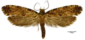 Attēlu rezultāti vaicājumam “Morophaga choragella”