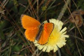Attēlu rezultāti vaicājumam “Lycaena virgaureae”