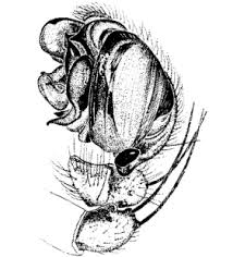 Attēlu rezultāti vaicājumam “Gibbaranea gibbosa”