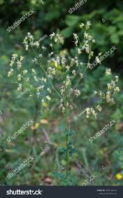Attēlu rezultāti vaicājumam “Thalictrum minus”
