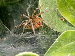 Attēlu rezultāti vaicājumam “Agelena labyrinthica”