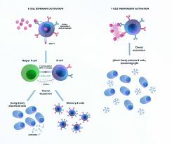 Attēlu rezultāti vaicājumam “Bryum funkii cells”