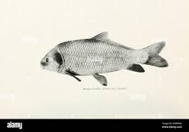 Image result for Ictiobus cyprinellus