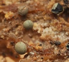 Attēlu rezultāti vaicājumam “Diderma subincarnatum plasmodium”