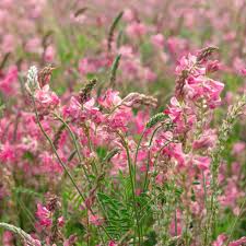 Image result for Onobrychis viciifolia