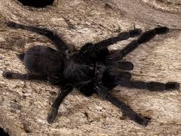 Attēlu rezultāti vaicājumam “Lamproderma nigrescens”