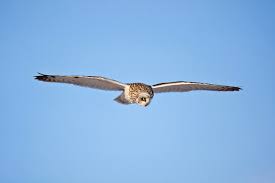 Attēlu rezultāti vaicājumam “Asio flammeus”