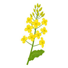 Attēlu rezultāti vaicājumam “Brassica napus flower”