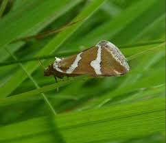 Attēlu rezultāti vaicājumam “Deltote bankiana”