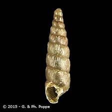 Attēlu rezultāti vaicājumam “Clausiliidae”