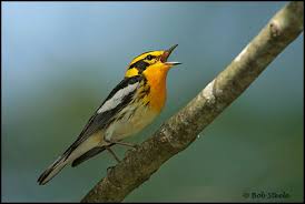 Image result for Dendroica fusca