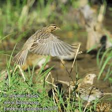 Image result for Emberiza calandra