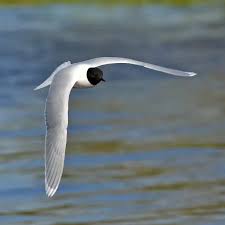 Attēlu rezultāti vaicājumam “Larus minutus adult”