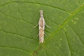 Attēlu rezultāti vaicājumam “Platytes alpinella”