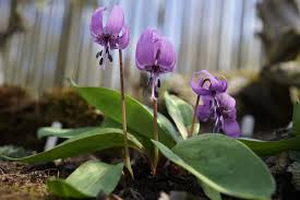 Attēlu rezultāti vaicājumam “Erythronium sibiricum flower”