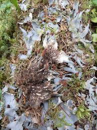 Attēlu rezultāti vaicājumam “Peltigera polydactylon”