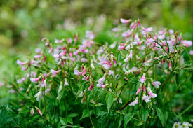 Attēlu rezultāti vaicājumam “Lathyrus vernus flower”