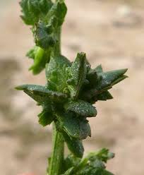 Attēlu rezultāti vaicājumam “Atriplex patula fruit”