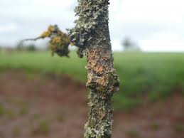 Attēlu rezultāti vaicājumam “Erythricium aurantiacum”