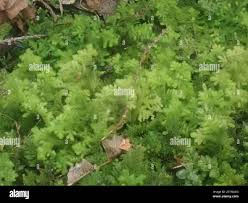 Attēlu rezultāti vaicājumam “Trichocolea tomentella”