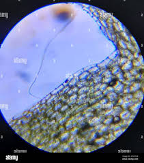 Attēlu rezultāti vaicājumam “Riccardia multifida”
