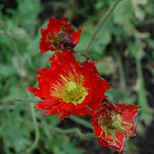 Image result for Papaver nudicaule