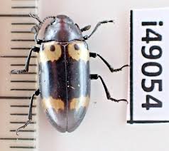 Attēlu rezultāti vaicājumam “Erotylidae”