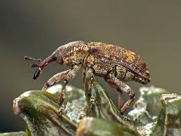 Attēlu rezultāti vaicājumam “Pissodes castaneus”