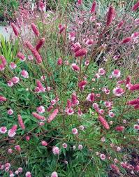 Attēlu rezultāti vaicājumam “Sanguisorba officinalis”