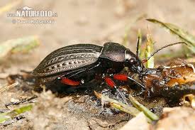 Attēlu rezultāti vaicājumam “Carabus cancellatus”
