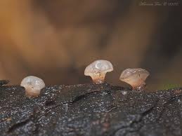 Attēlu rezultāti vaicājumam “Ombrophila violacea”