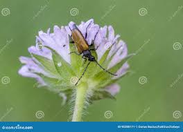 Attēlu rezultāti vaicājumam “Paracorymbia maculicornis”