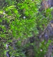 Attēlu rezultāti vaicājumam “Badhamia flavoglauca”