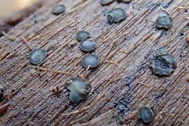 Attēlu rezultāti vaicājumam “Mollisia cinerea”