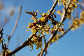Attēlu rezultāti vaicājumam “Hamamelis japonica”