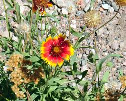 Image result for Gaillardia pulchella