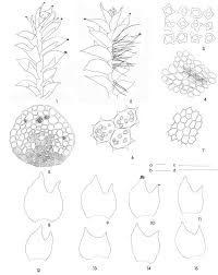 Attēlu rezultāti vaicājumam “Tritomaria exsecta”