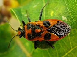 Attēlu rezultāti vaicājumam “Corizus hyoscyami”