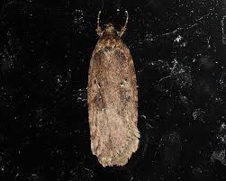 Attēlu rezultāti vaicājumam “Agonopterix ciliella imago”