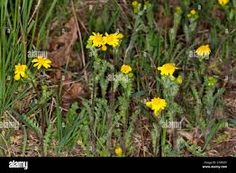 Attēlu rezultāti vaicājumam “Senecio vernalis”