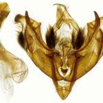 Attēlu rezultāti vaicājumam “Papestra biren”