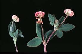 Attēlu rezultāti vaicājumam “Trifolium medium bud”