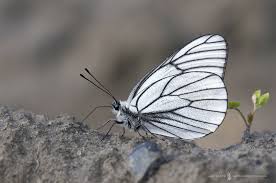 Attēlu rezultāti vaicājumam “Aporia crataegi upperside”