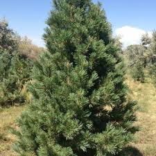 Attēlu rezultāti vaicājumam “Pinus sylvestris var. turfosa”