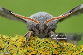 Attēlu rezultāti vaicājumam “Laothoe populi”